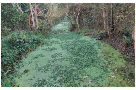 ظاهرة الإثراء الغذائي ظاهرة الإثراء الغذائي